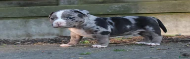 Amerikaanse Bully Puppy 4