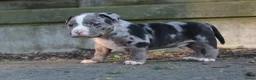 Amerikaanse Bully honden te koop: American pocket bully  in Weert - Advertentie 6
