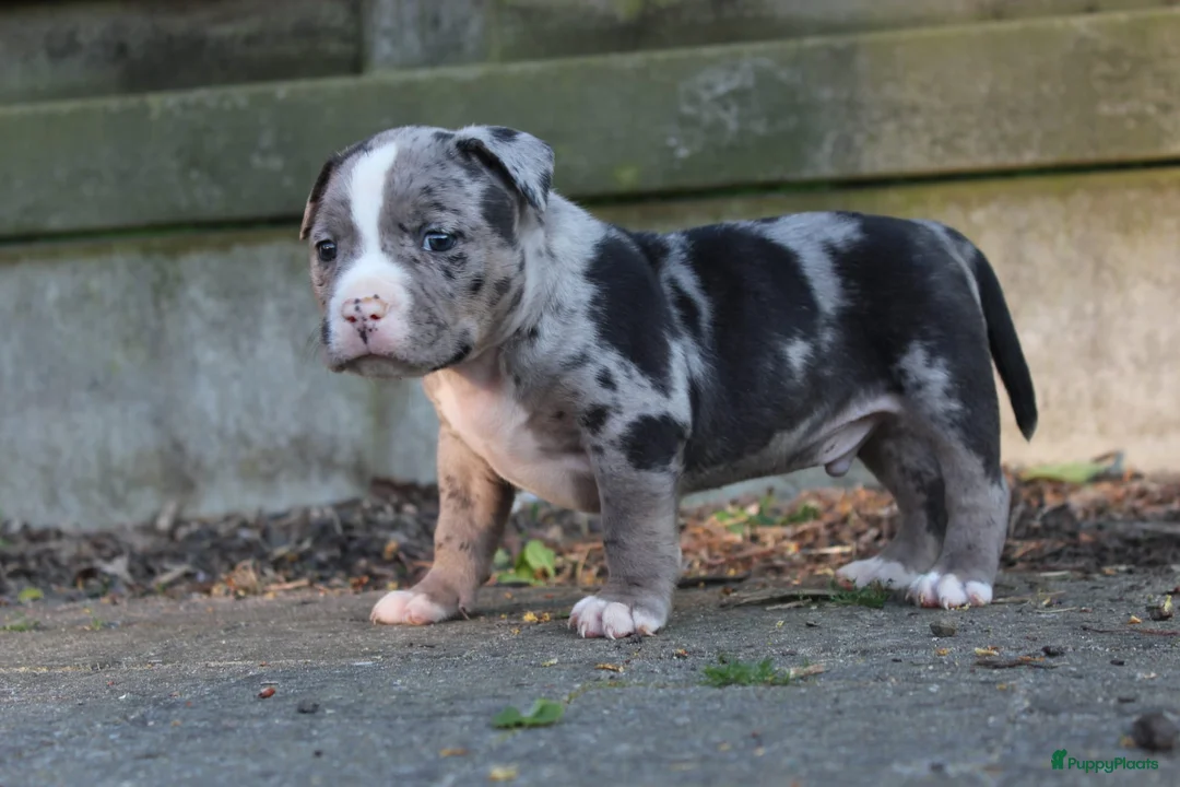 Amerikaanse Bully honden te koop: American pocket bully  in Weert - Advertentie 6