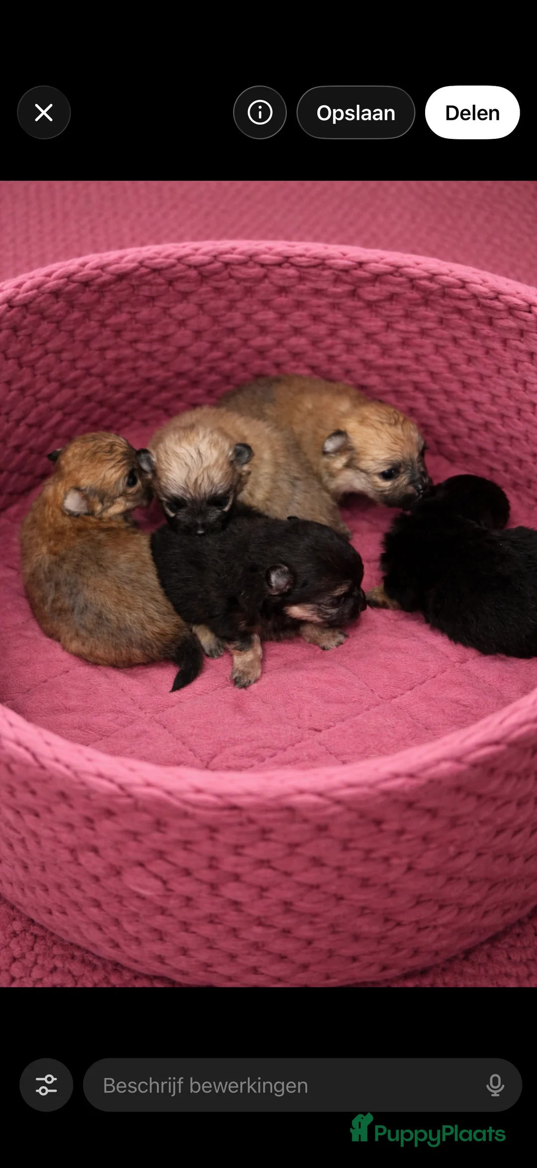 Pomeriaan honden te koop: Pomeranian pupjes  geboren 28-01-2026 - Advertentie 3