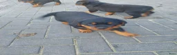 Rottweiler honden te koop: Rottweiler pups - Advertentie 13