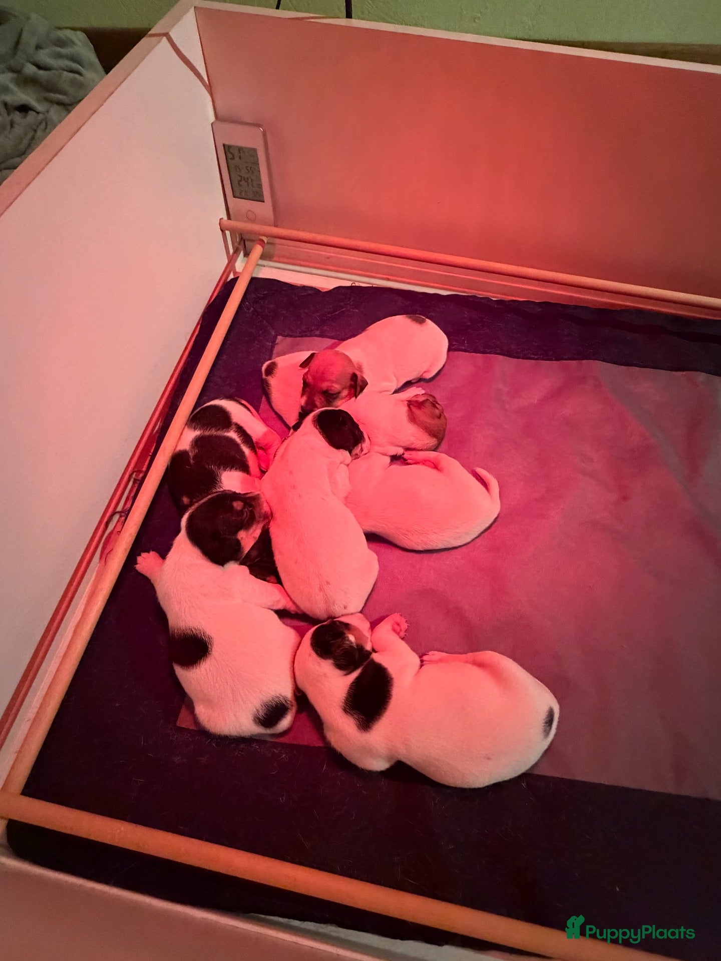 Jack Russel Terriër honden Schattige jack russels te koop  - Advertentie 2
