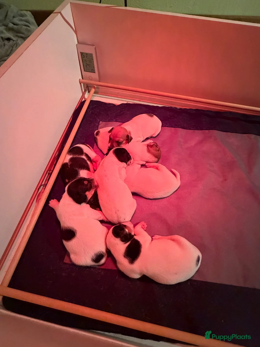 Jack Russel Terriër honden te koop: Schattige jack russels te koop  - Advertentie 1