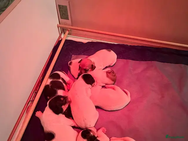 Jack Russel Terriër honden Schattige jack russels te koop - Advertentie 2