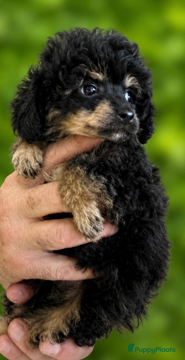 Poedel Toy honden  4  toy poedel pupjes reutjes een gereserveerd  - Advertentie 2