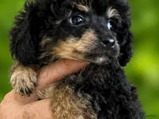 Poedel Toy honden 4 toy poedel pupjes reutjes een gereserveerd - Advertentie 2