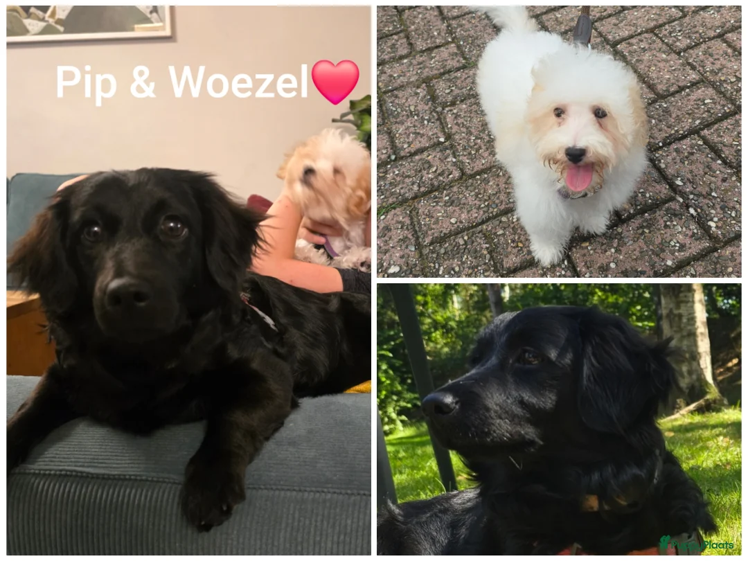 Kruising honden te koop: 3 reuen zoeken een huisje  in Halsteren - Advertentie 1