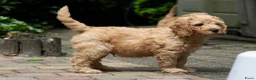 Australian Labradoodle honden te koop: Medium Australian Labradoodle puppy's - Advertentie 10