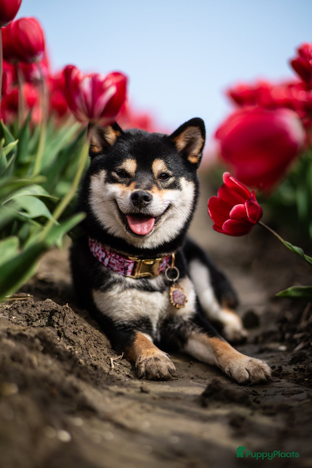 Shiba honden te koop: Shiba Inu pups met FCI stamboom - Afbeelding 8
