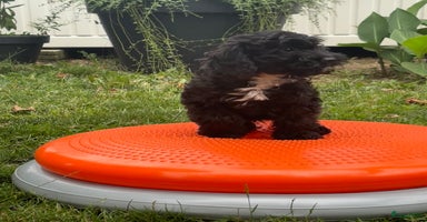 Cockapoo honden in Kessel - Advertentie 12