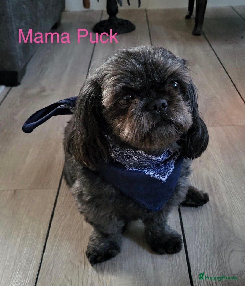 Shihpoo honden Prachtige shihpoo pups 1 reutje en 4 teefjes - Advertentie 2