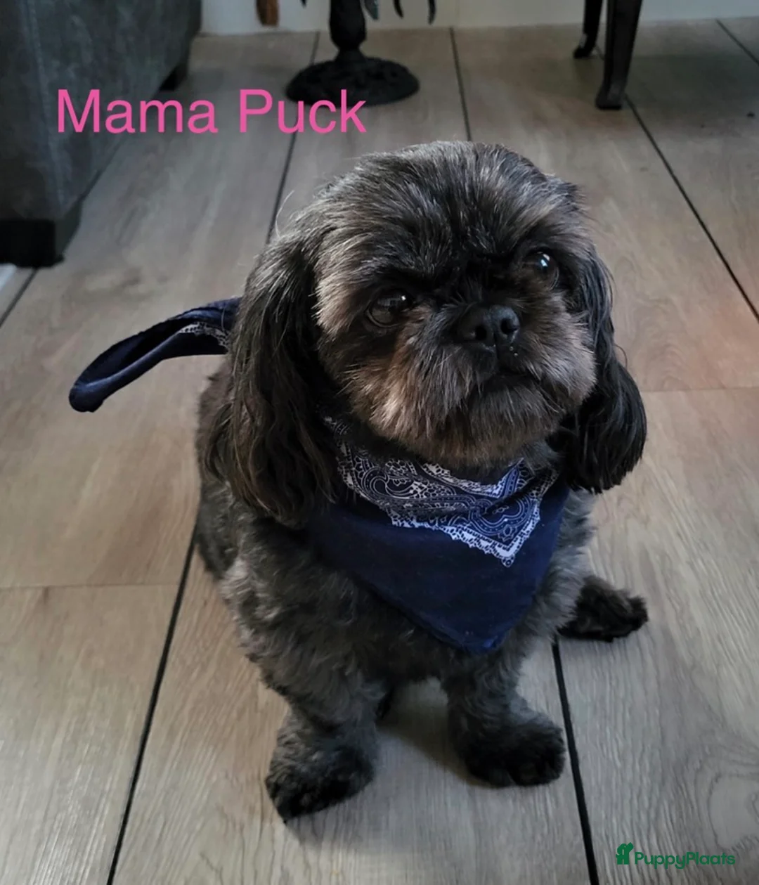 Shihpoo honden te koop: Prachtige shihpoo pups 1 reutje en 4 teefjes - Advertentie 2