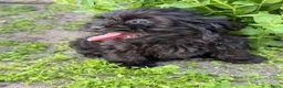 Kruising honden te koop: Leuke boomer pups  - Advertentie 1