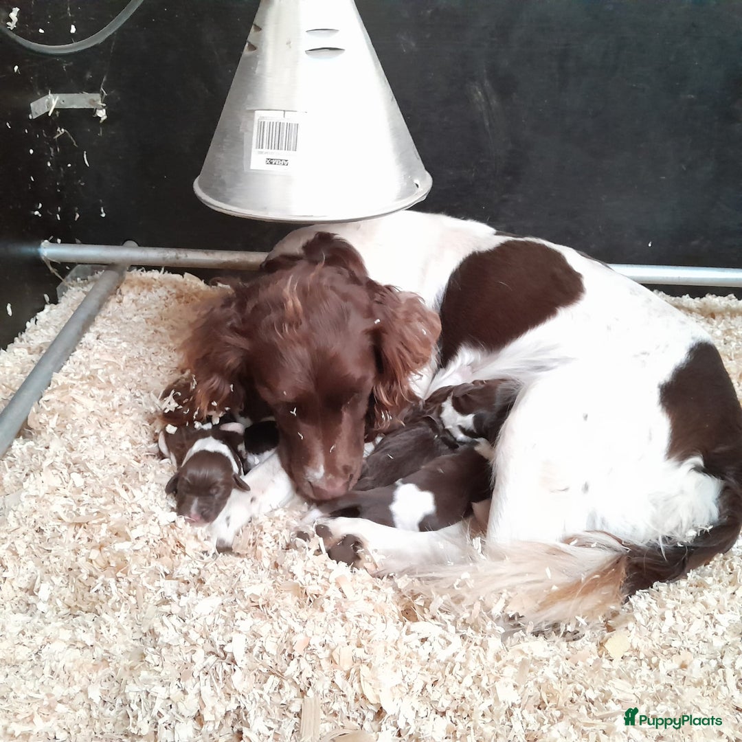 Engelse Springer Spaniel honden te koop: te koop Engelse Springer Spaniel Pups - Advertentie 1