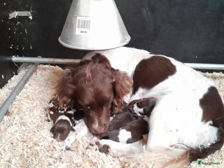 Engelse Springer Spaniel honden te koop Engelse Springer Spaniel Pups - Advertentie 2