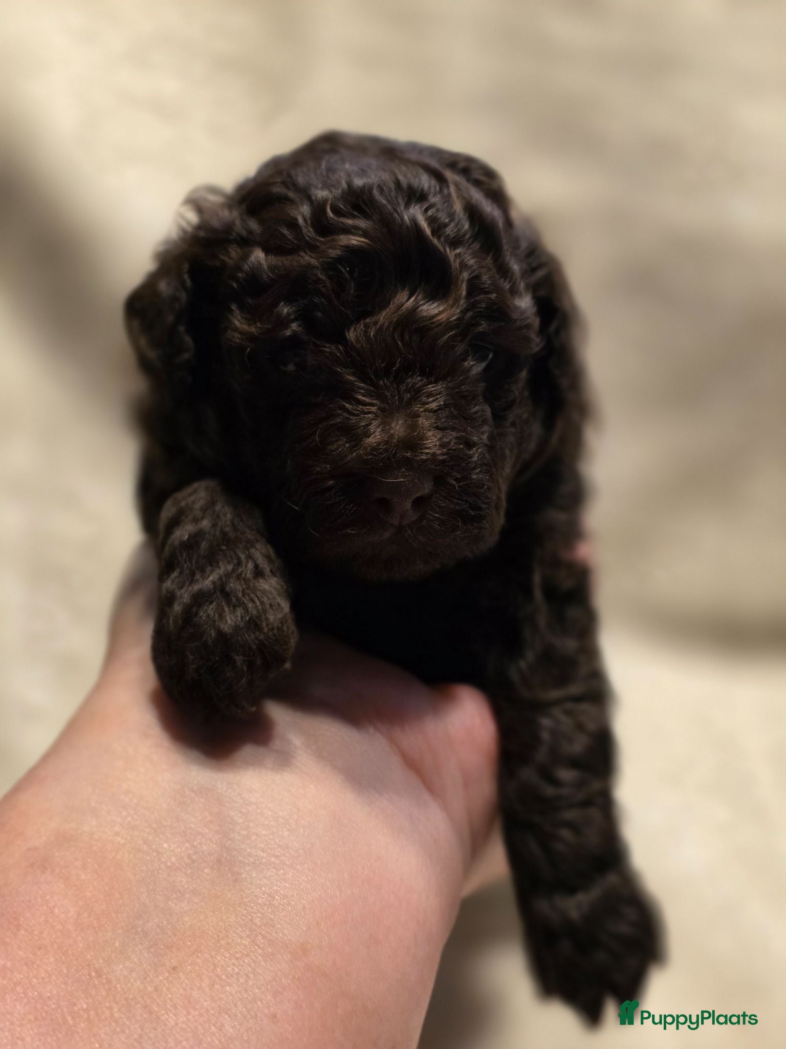 Dwergpoedel honden 2 choco toypoedel puppy's geboren - Advertentie 4