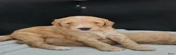 Cockapoo honden te koop: Cockapoo F1b huiselijke kring geteste ouders - Advertentie 9