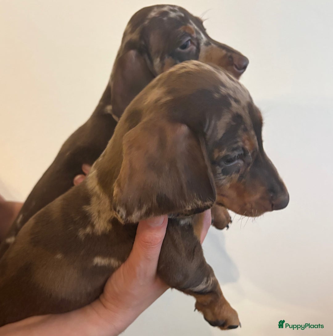 Teckel (korthaar)  honden te koop: Lieve teckel puppy’s opzoek naar gouden mandje - Advertentie 6