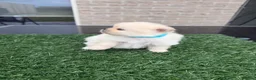 Pomeriaan honden te koop: Twee prachtige raszuivere Pomeranian beschikbaar - Advertentie 9