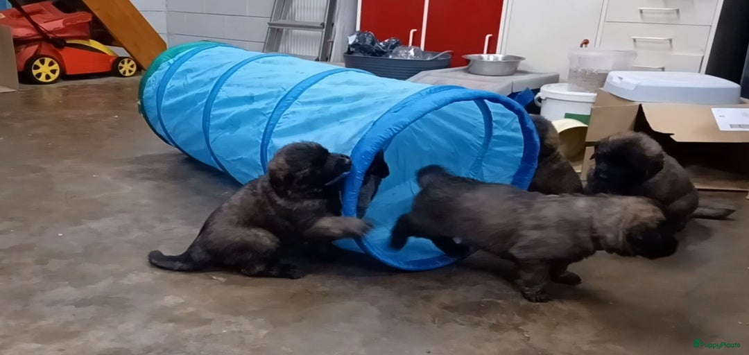 Galerij afbeelding {{count}}