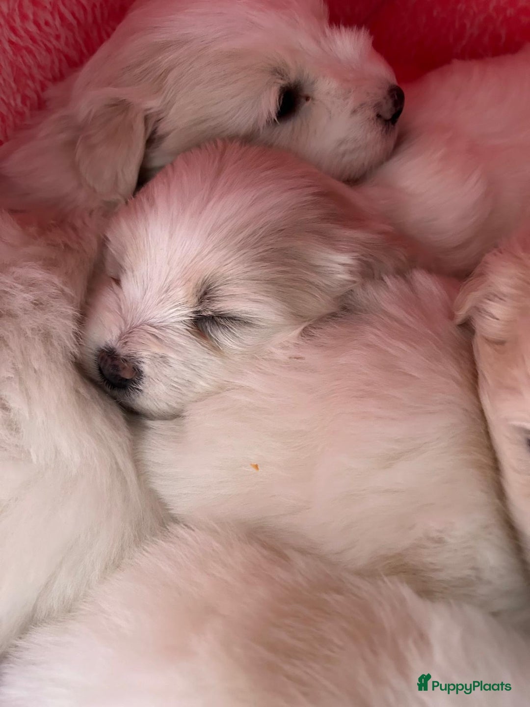 Coton De Tuléar honden te koop: Coton de Tulear pups  - Advertentie 15