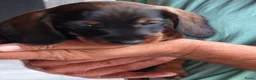 Kruising honden te koop: Twee geweldige teckelpups in Loon op Zand - Advertentie 5