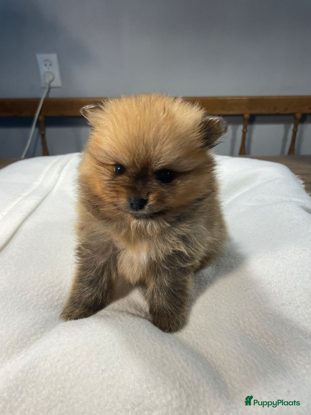 Pomeriaan honden te koop: 3 schattige Pomeriaan pups orange sable 5 wk - Advertentie 10