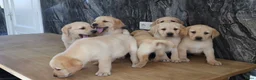 Labrador Retriever honden te koop: Hele knappe labrador pups te koop. - Advertentie 3