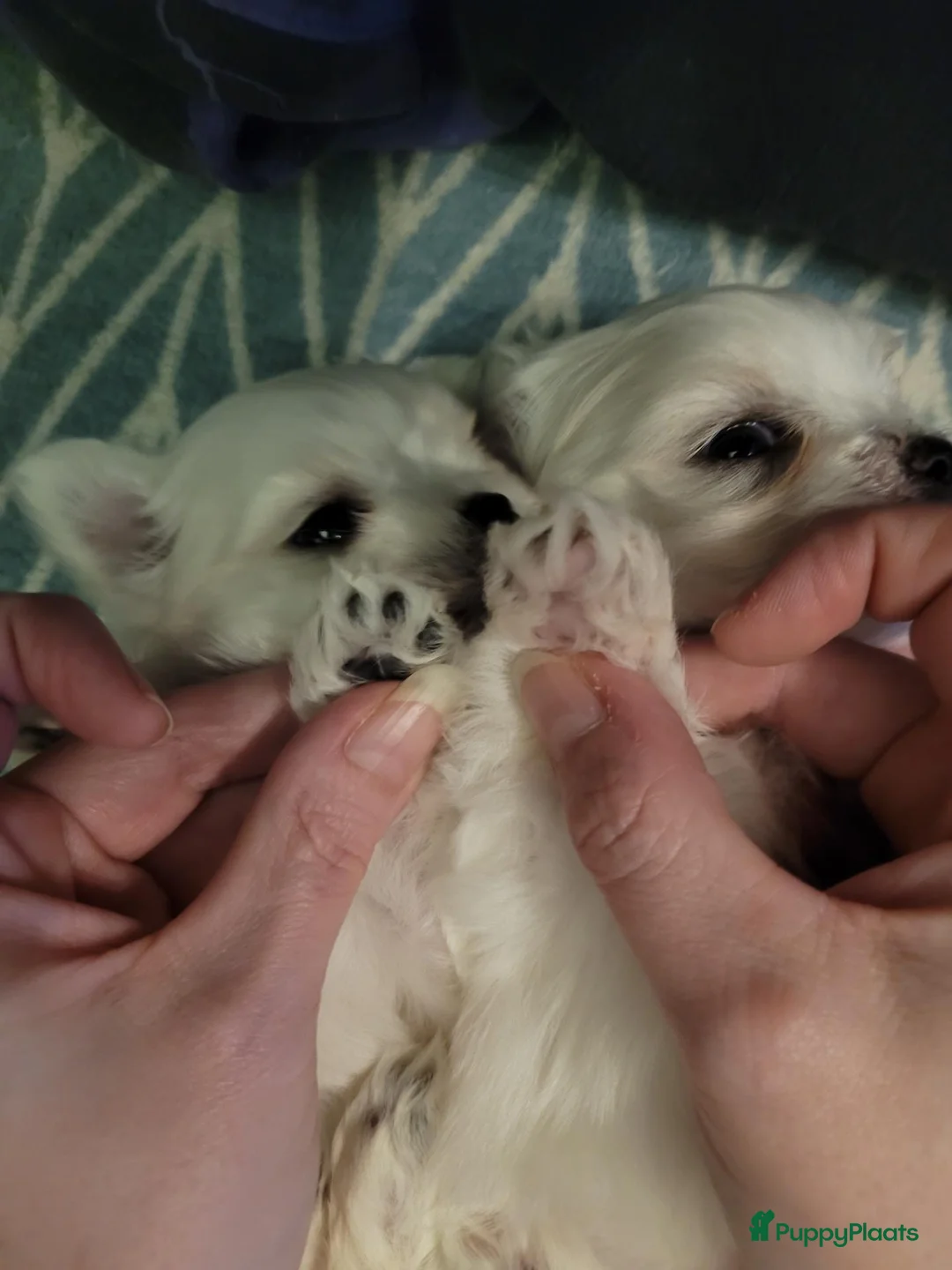 Maltezer honden te koop: Kleinblijvende Maltezer puppy reutjes  - Advertentie 7