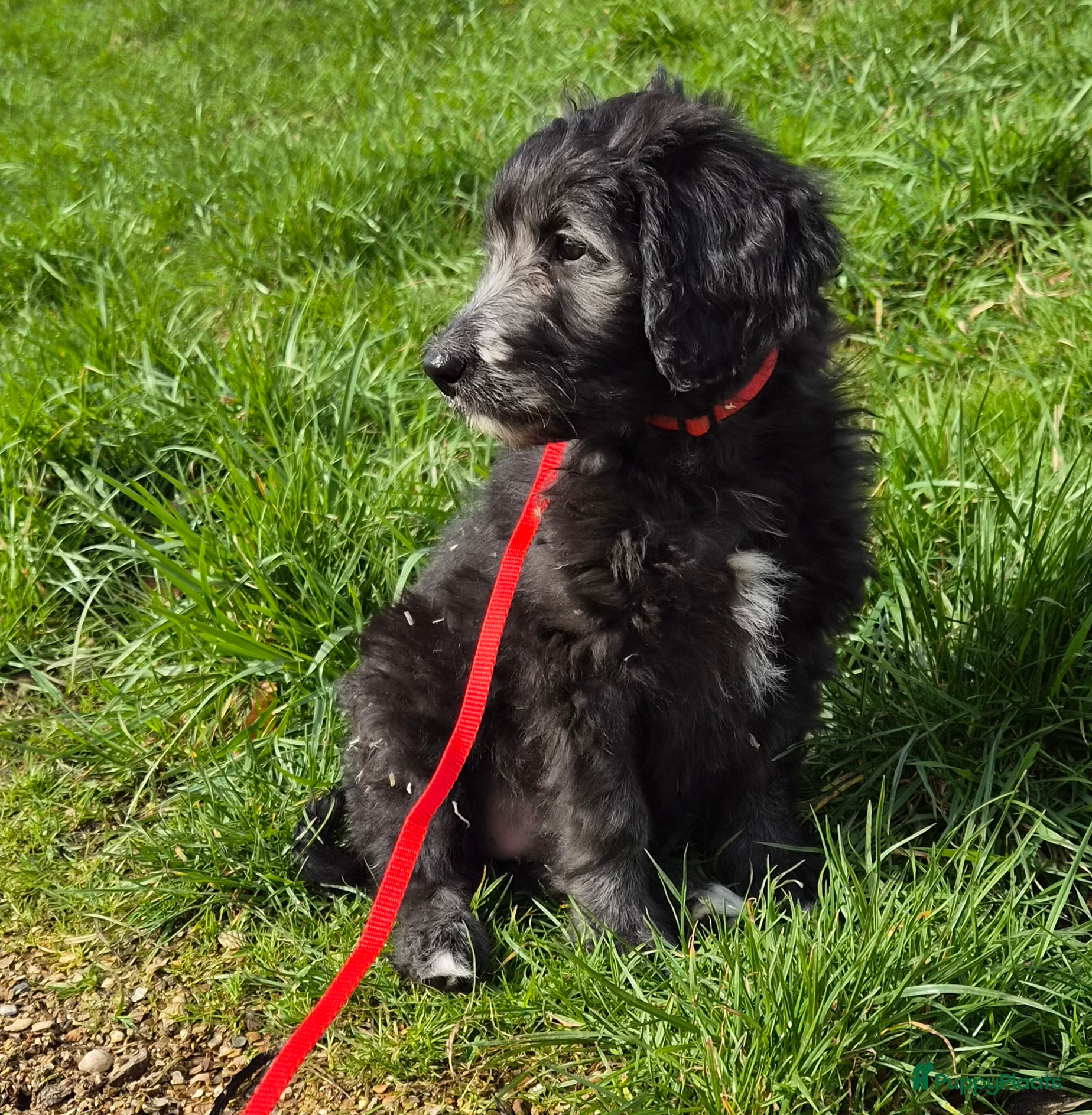 Kruising honden Bordoodle pups (F1) - nog 1 beschikbaar! - Advertentie 1