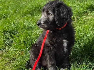 Kruising honden Bordoodle pups (F1) - nog 1 beschikbaar! - Advertentie 1