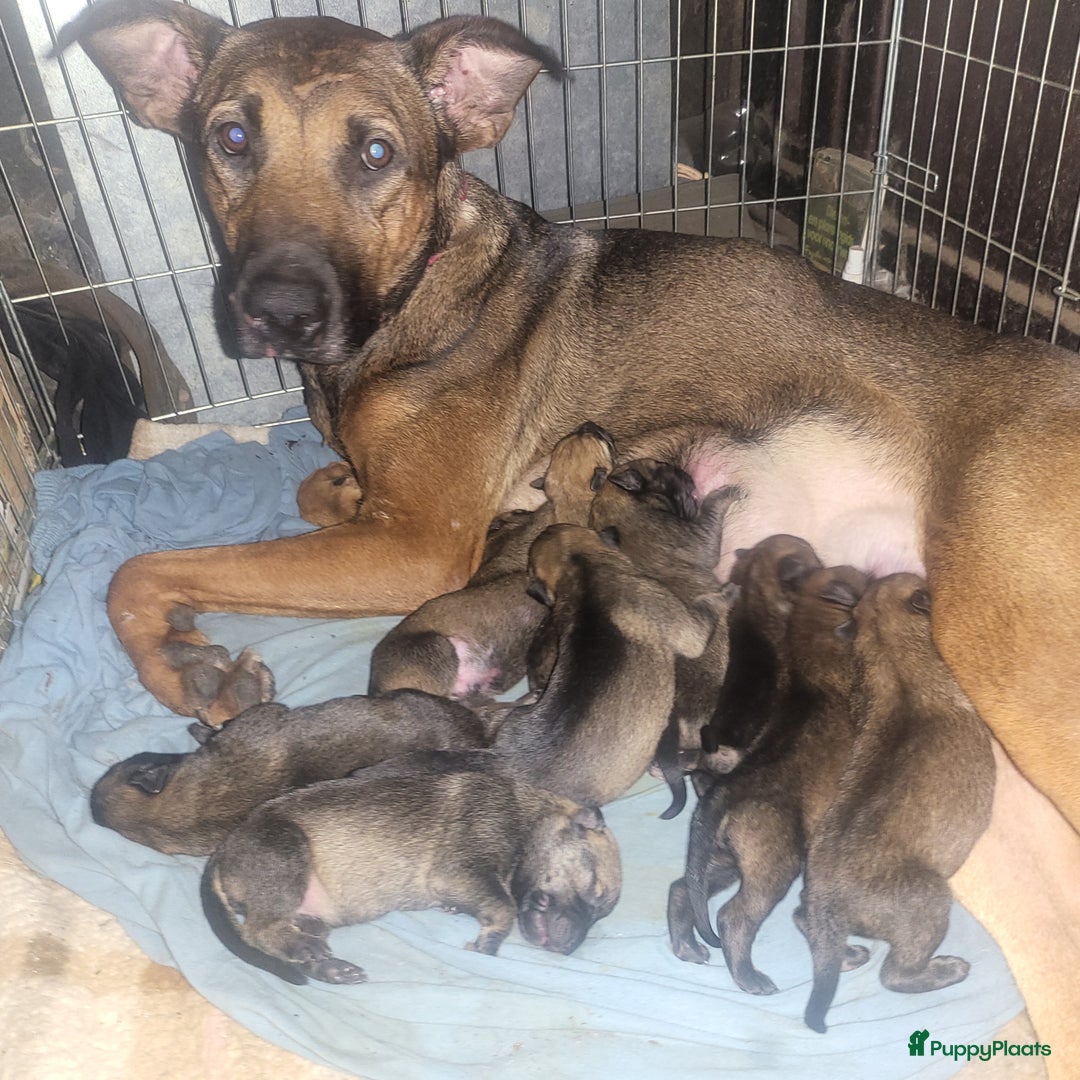 Kruising honden te koop: Mechelse herder × Ridgeback Mechelse herder - Advertentie 1