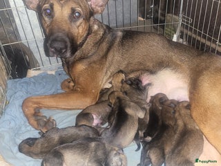 Kruising honden Mechelse herder × Ridgeback Mechelse herder - Advertentie 11