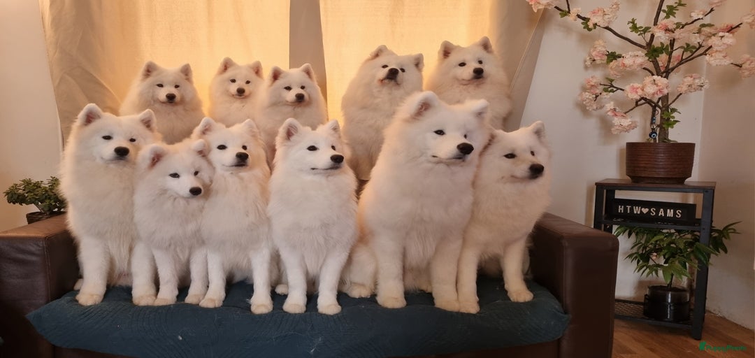 Galerij afbeelding {{count}}