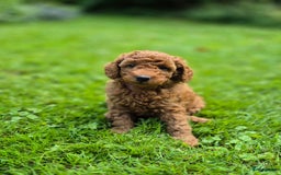 Poedel honden te koop: Middenslag poedels in Schuinesloot - Afbeelding 11