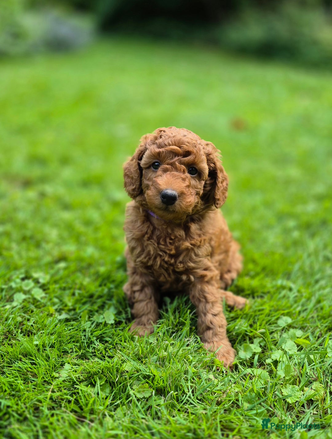 Poedel honden te koop: Middenslag poedels in Schuinesloot - Afbeelding 11