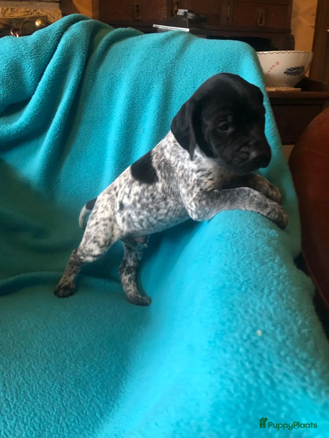 Duitse Staande Hond Korthaar honden te koop: Duitse staande korthaar pups - Advertentie 3