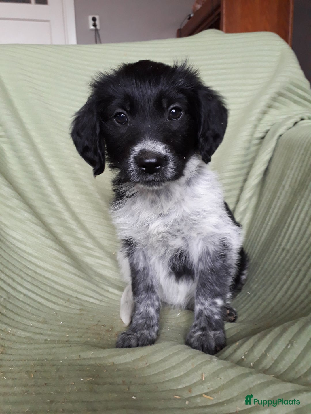 Kruising honden te koop: Leuke en lieve kruising pups(1 reutje beschikbaar) - Advertentie 15