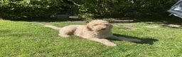 Australian Labradoodle honden te koop: Schitterende labradoodles - Advertentie 3