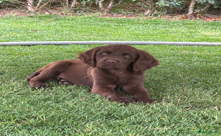 Duitse Staande Hond Langhaar honden in Maastricht - Advertentie 4