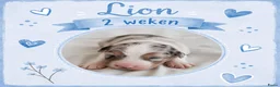 Australian Shepherd honden te koop: Stamboom pups geboren!  - Advertentie 7