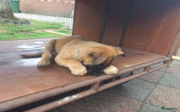 Mechelse Herder honden te koop: Puppy's Mechelse herder - mogen naar nieuw huisje - Afbeelding 5