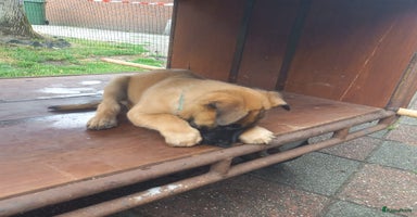Mechelse Herder honden - Advertentie 4