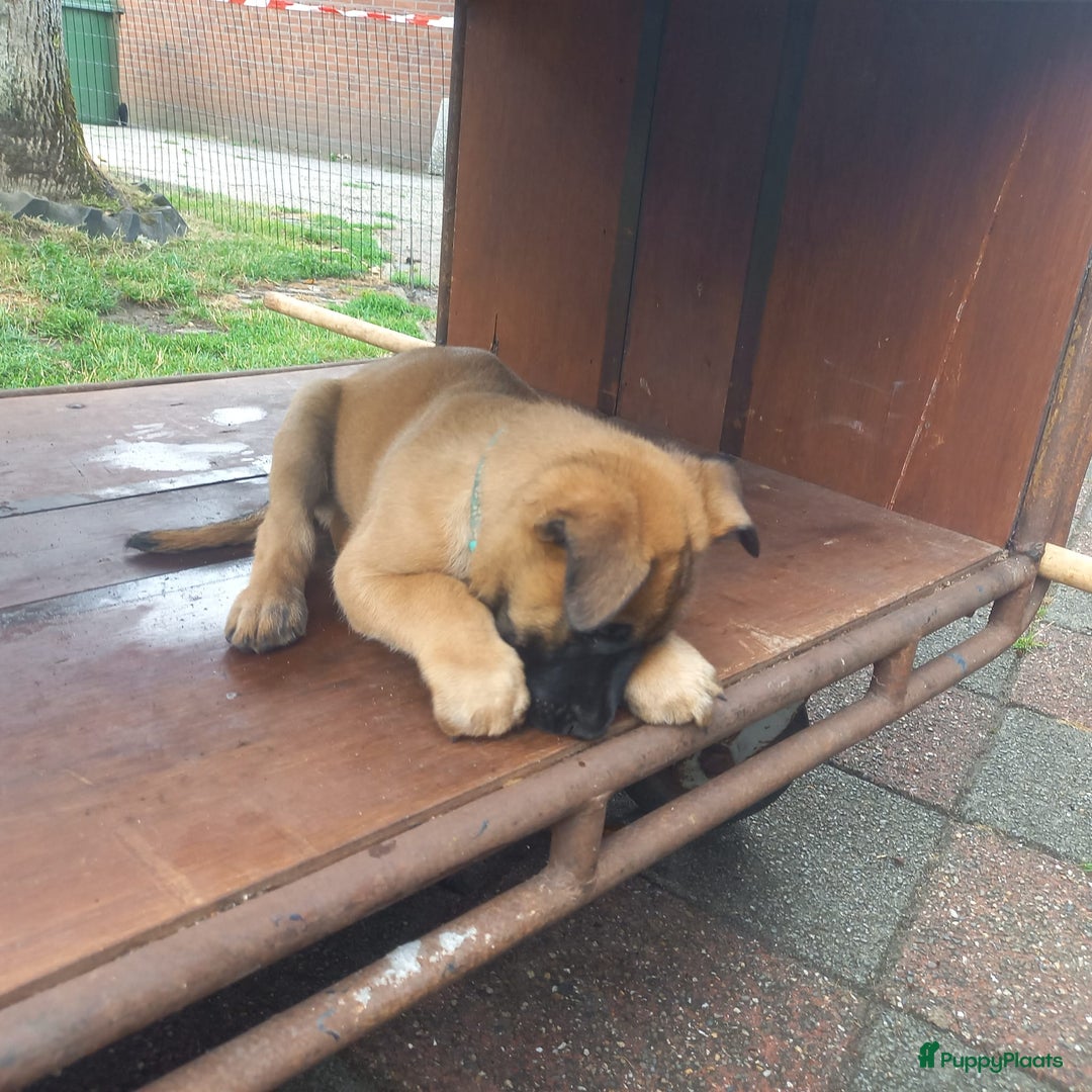 Mechelse Herder honden te koop: Puppy's Mechelse herder - mogen naar nieuw huisje - Afbeelding 5