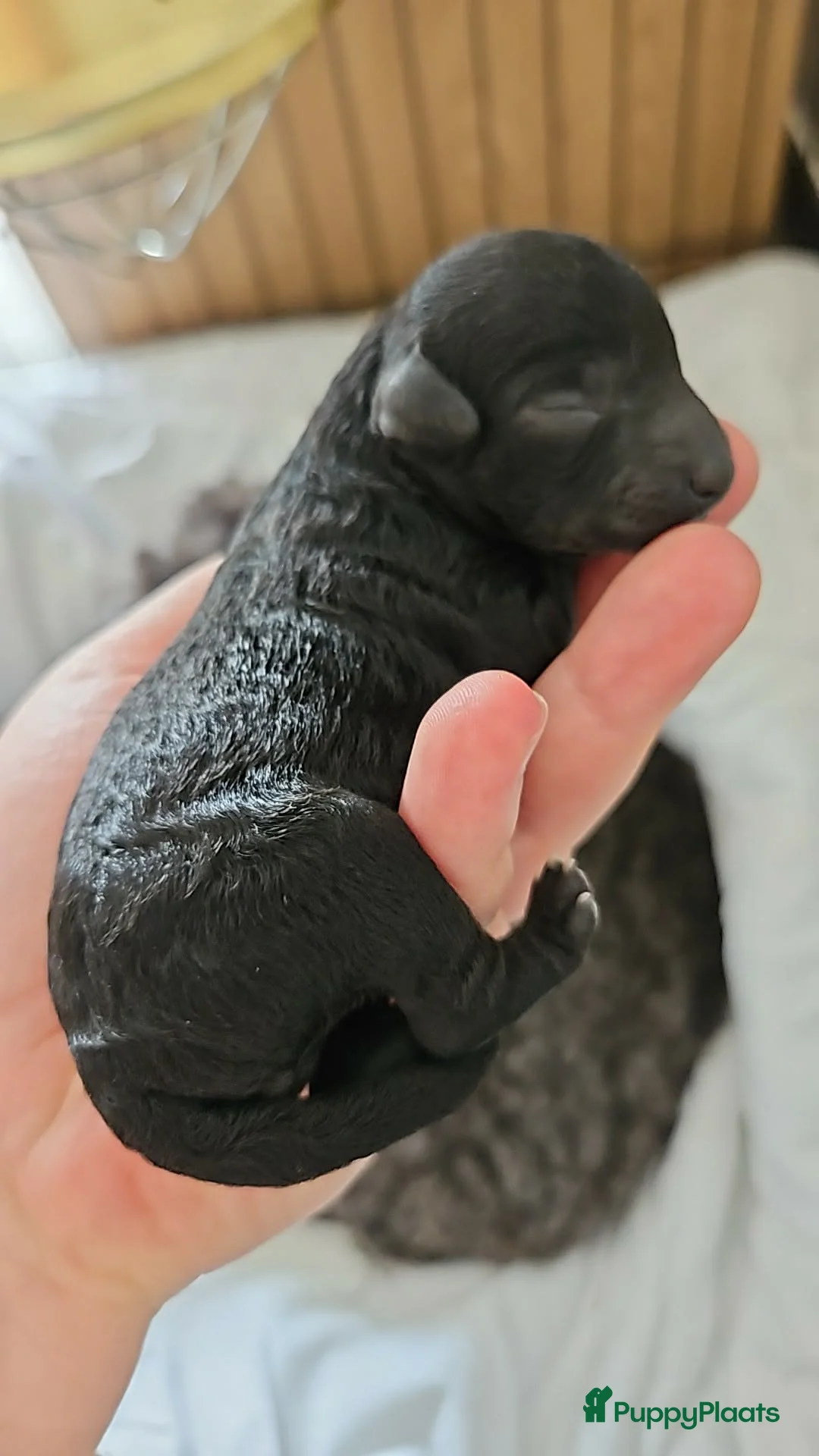 Poedel Toy honden te koop: Toy Poedel - Advertentie 2