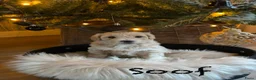 Maltipoo honden te koop: 💙🩷 nestje Maltipoo pups verwacht eind aug💙🩷 - Advertentie 6