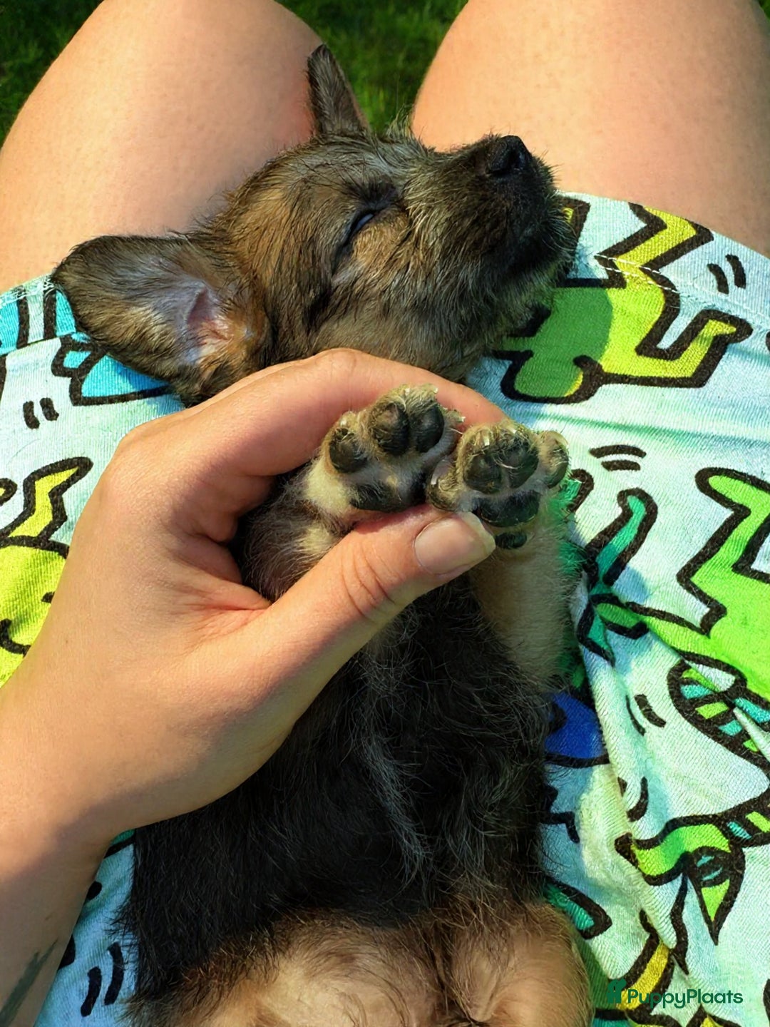 Kruising honden te koop: Jugapoo's  - Advertentie 3