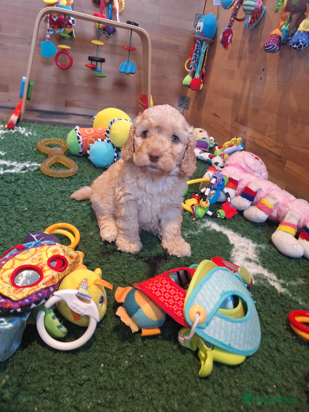 Kruising honden te koop: Australian labradoodle pups - Advertentie 2