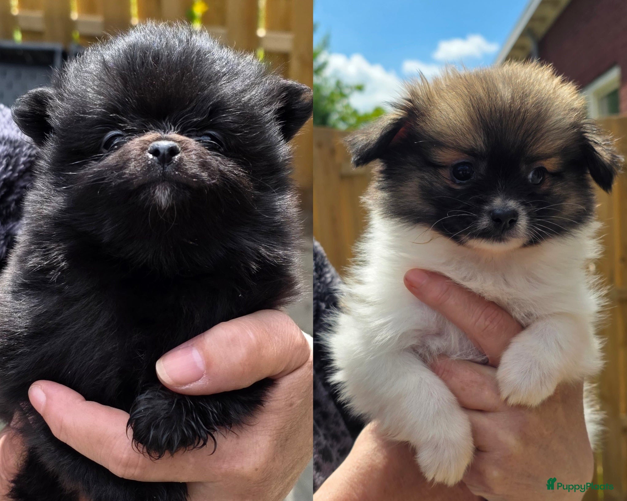 Pomchi honden 2 mooie pomchi teefjes - Advertentie 1
