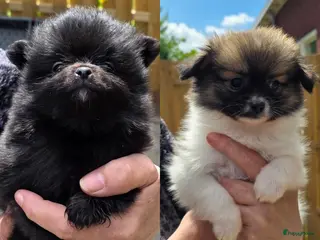 Pomchi honden 2 mooie pomchi teefjes - Advertentie 2